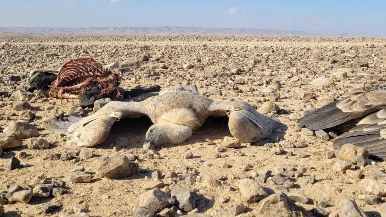 הרעלת נשרים באזור נחל קינה ונחל כמריר