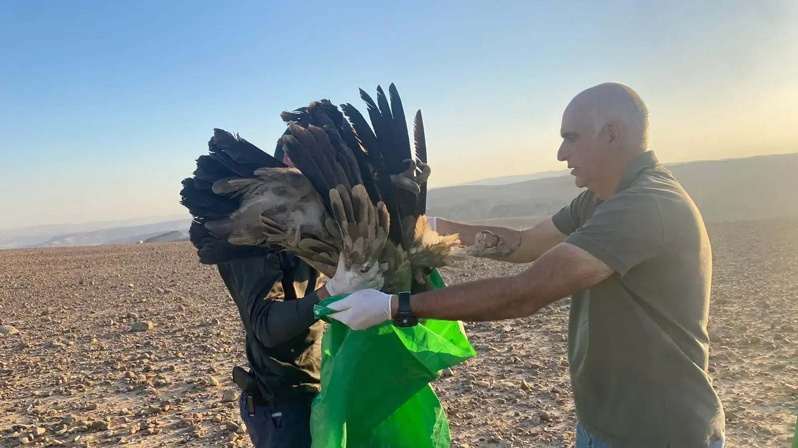 הרעלת נשרים באזור נחל קינה ונחל כמריר