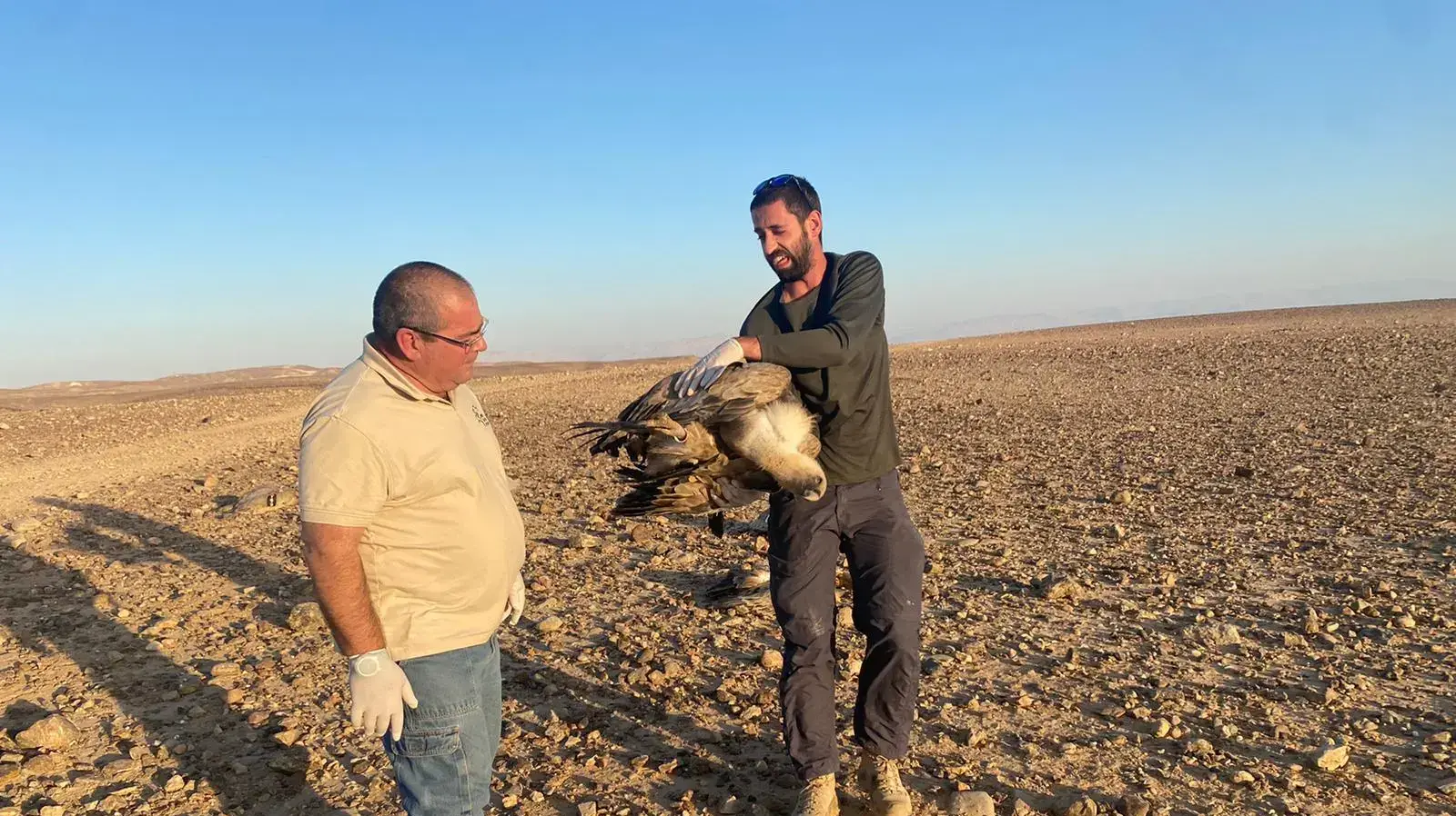 הרעלת נשרים באזור נחל קינה ונחל כמריר
