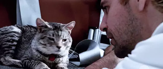 גבר מדבר עם חתול גבר מדבר עם חתול