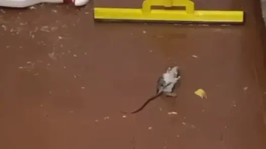 עכברים במטבח באוגדת יו"ש