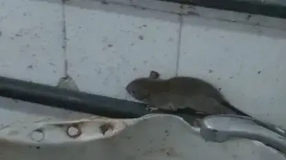 למרות שבצה"ל הבטיחו לפעול שוב תועדו עכברים וחולדות במטבח במפקדת אוגדת יו"ש
2.11.21 למרות שבצה"ל הבטיחו לפעול שוב תועדו עכברים וחולדות במטבח במפקדת אוגדת יו"ש
2.11.21