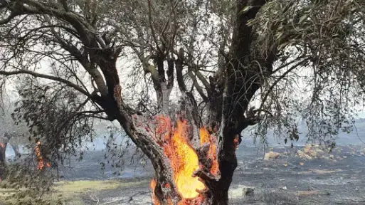 ניסיונות כיבוי שריפה במעלות תרשיחא 14 בנובמבר 2021 ניסיונות כיבוי שריפה במעלות תרשיחא 14 בנובמבר 2021