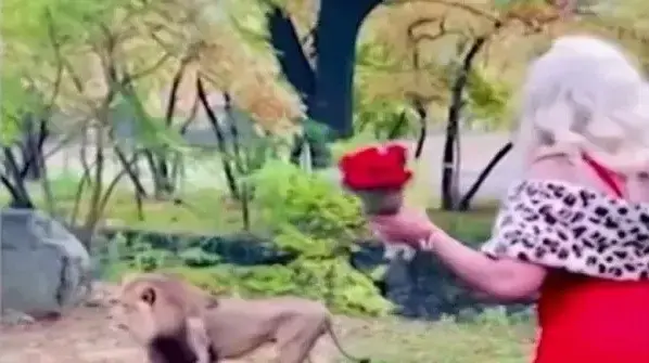 אישה נכנסה לכלוב האריות בגן החיות בברונקס