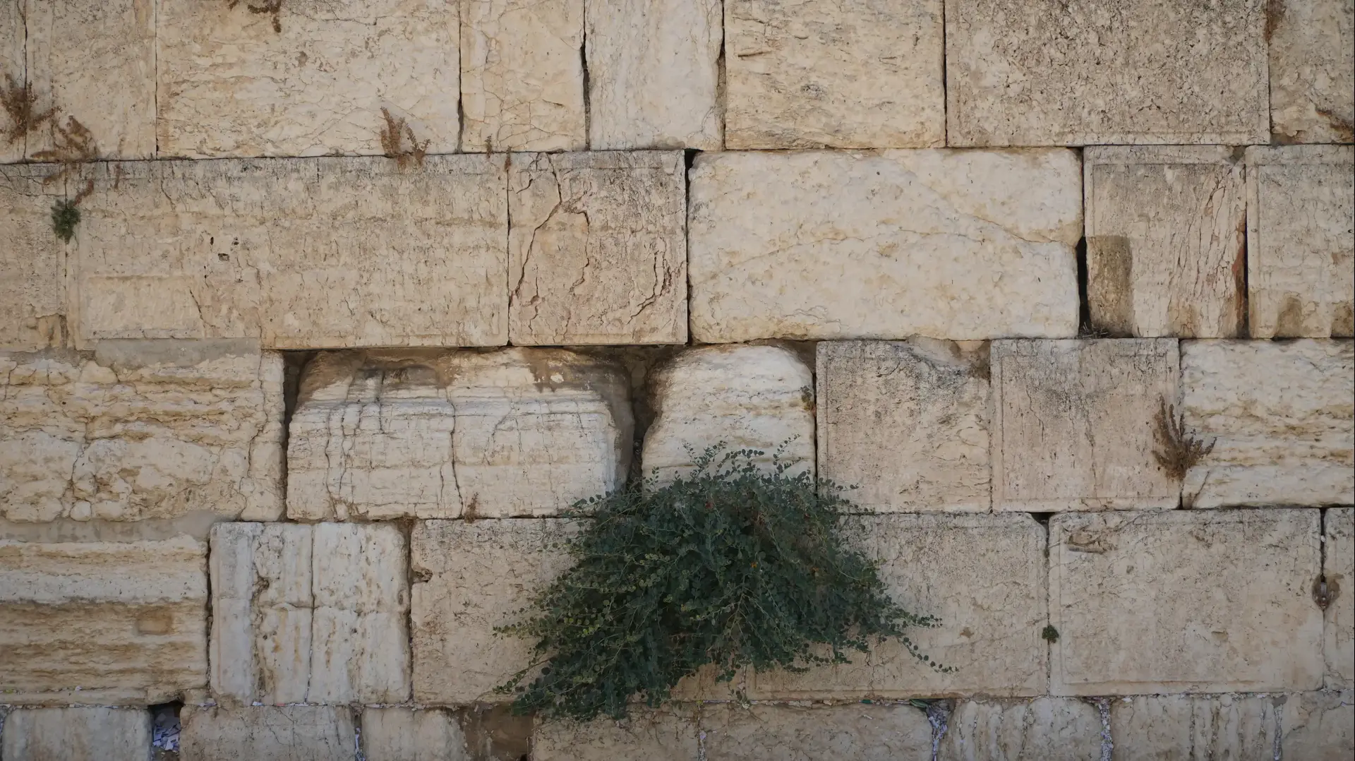 רחבת הכותל המערבי רחבת הכותל המערבי