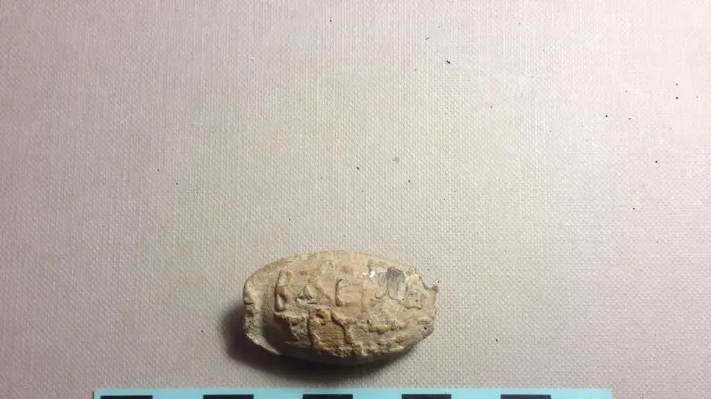 תגלית ארכיאולוגית חדשה ביהודה ושומרון: עדות לימי החשמונאים, בדמות קלע עופרת 28 בנובמבר 2021