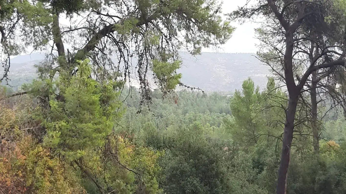 יער אשתאול וקבר הקדוש בירושלים שם הוכה הנרצח למוות בפרשת שובו בנים 01 בדצמבר 2021