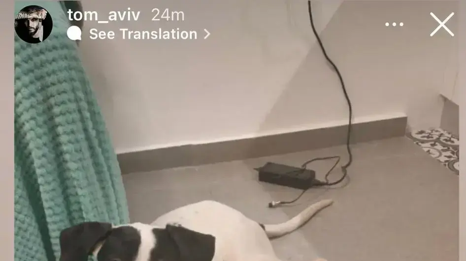 הכלב שהיה קורבן להתעללות ושניצל בזכות השף תום אביב