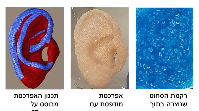 האוזן שפיתחו במעבדה בטכניון האוזן שפיתחו במעבדה בטכניון