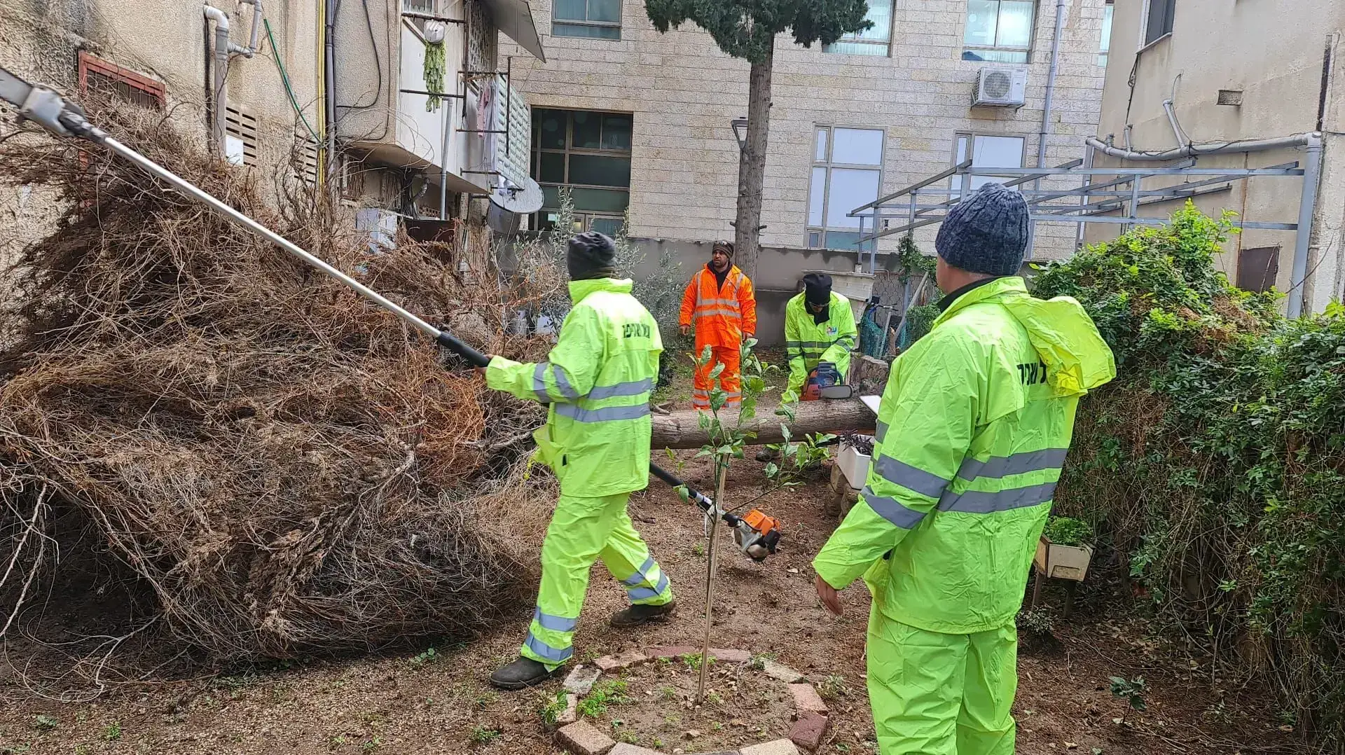 הסופה 'כרמל' עץ קרס בעכו 2021 הסופה 'כרמל' עץ קרס בעכו 2021