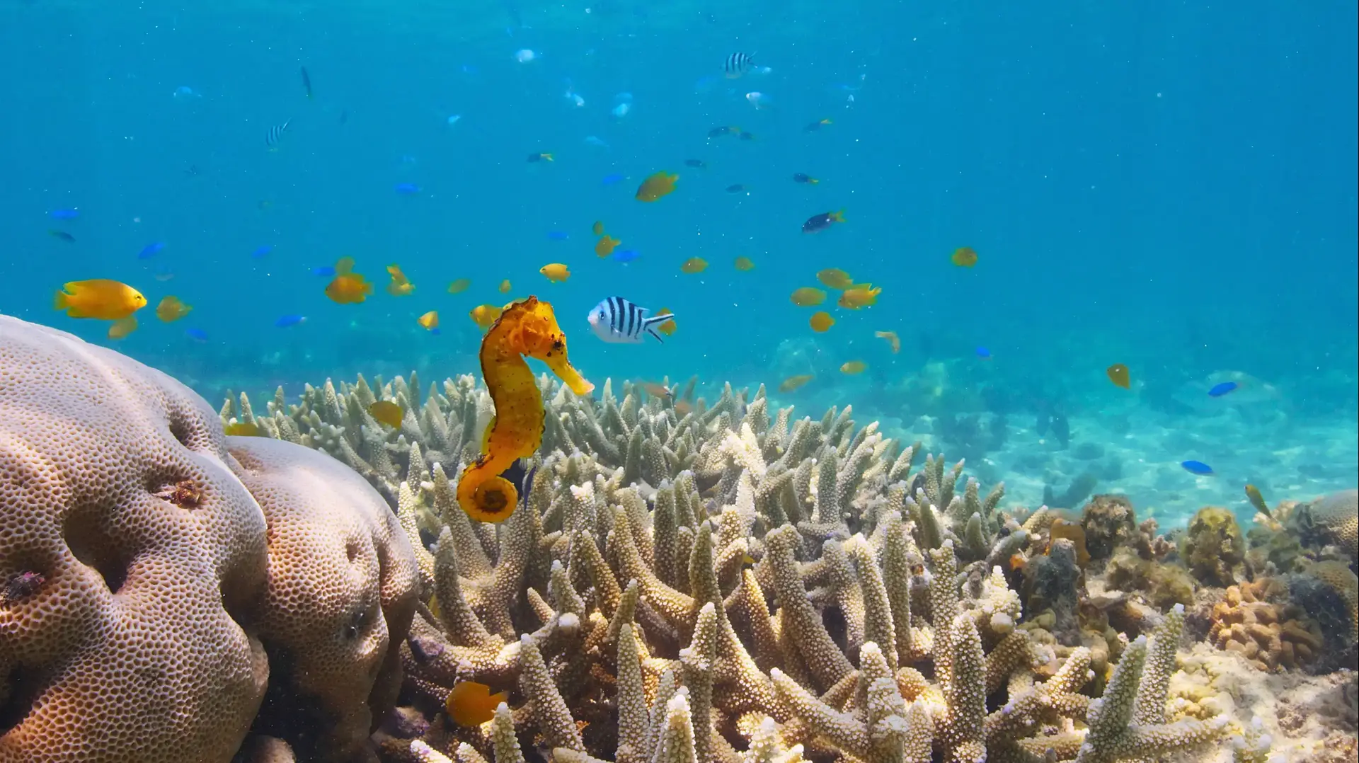 אבו נפחא: נפלאות השונית (Puff: Wonders of the Reef) אבו נפחא: נפלאות השונית (Puff: Wonders of the Reef)