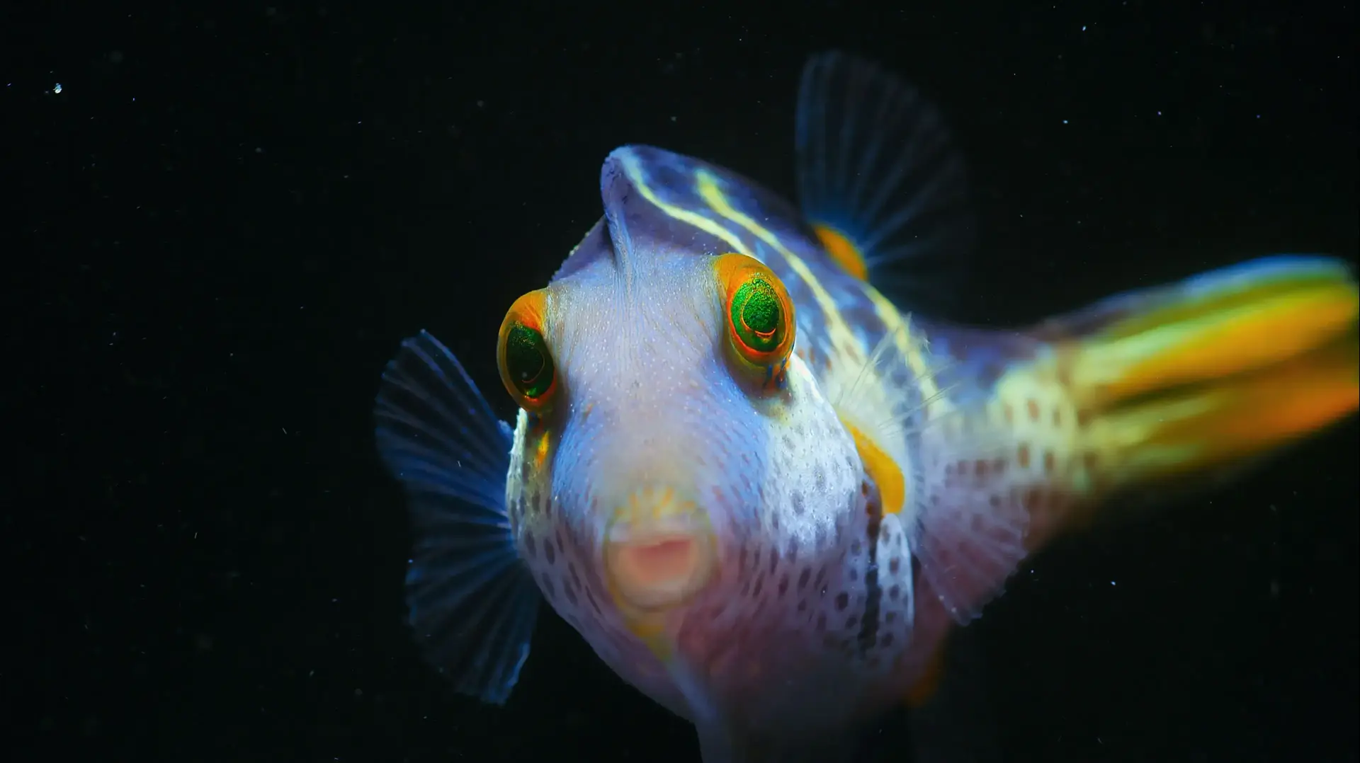 אבו נפחא: נפלאות השונית (Puff: Wonders of the Reef) אבו נפחא: נפלאות השונית (Puff: Wonders of the Reef)