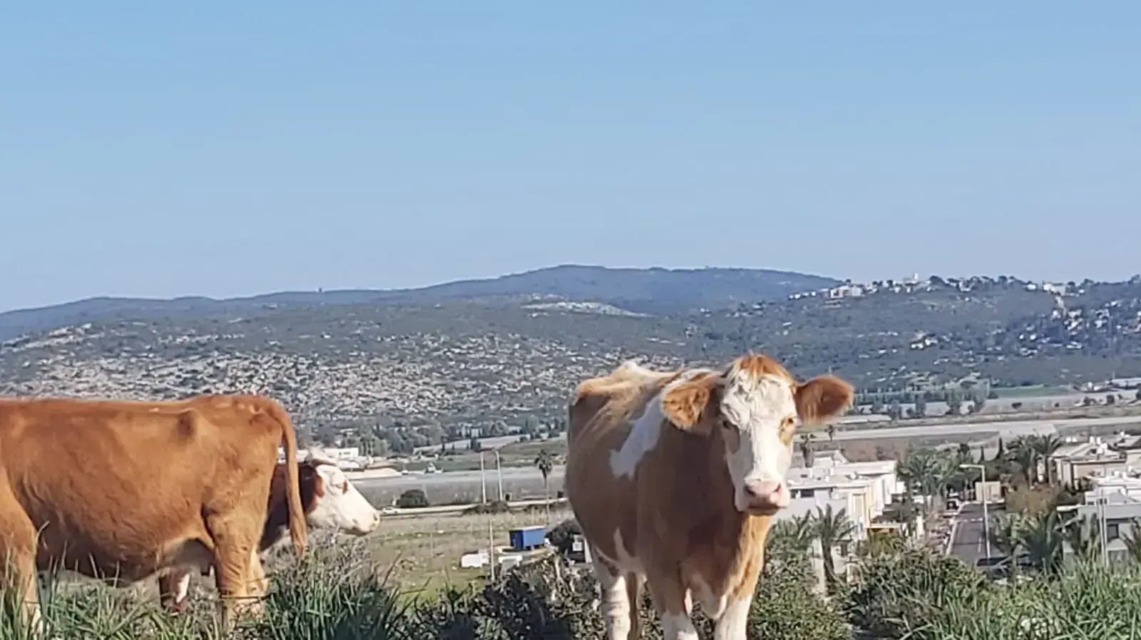 פרות רועות ברכס עתלית, 21 בינואר 2022 פרות רועות ברכס עתלית, 21 בינואר 2022