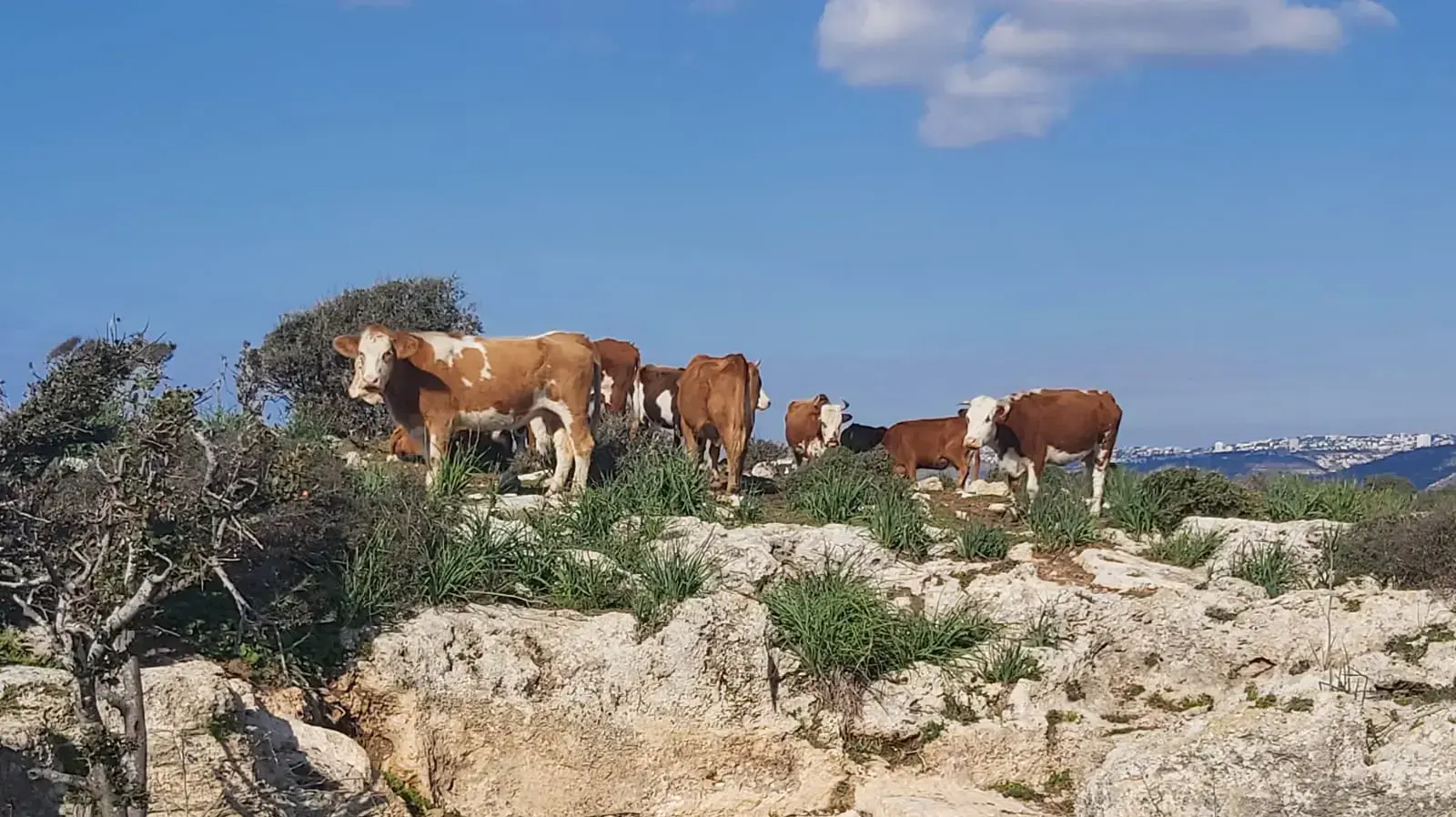 פרות רועות ברכס עתלית, 21 בינואר 2022 פרות רועות ברכס עתלית, 21 בינואר 2022