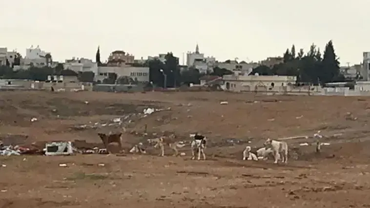 להקת כלבים משוטטים באיזור רהט להקת כלבים משוטטים באיזור רהט