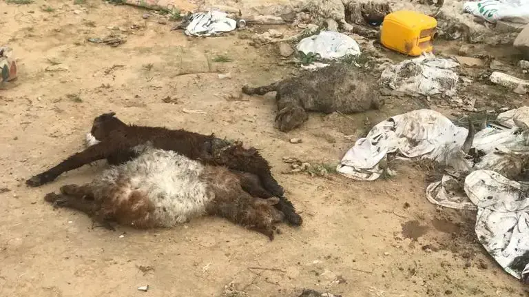 צאן שכלבים משוטטים טרפו צאן שכלבים משוטטים טרפו