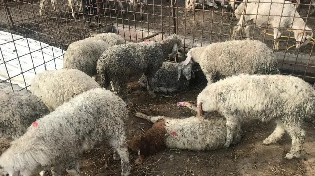 צאן שכלבים משוטטים טרפו צאן שכלבים משוטטים טרפו