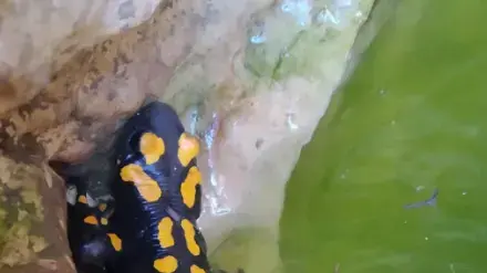 תלמידי בית ג'ן ש"אימצו" את הסלמנדרות תלמידי בית ג'ן ש"אימצו" את הסלמנדרות
