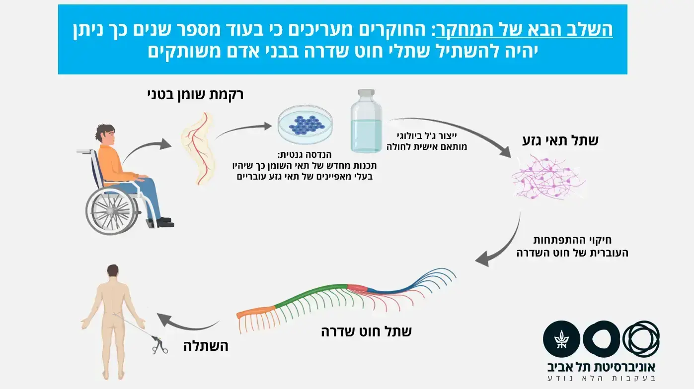 הדמיה - השלב הבא של המחקר - כך ניתן יהיה להשתיל שתלי חוט שדרה בבני אדם משותקים
