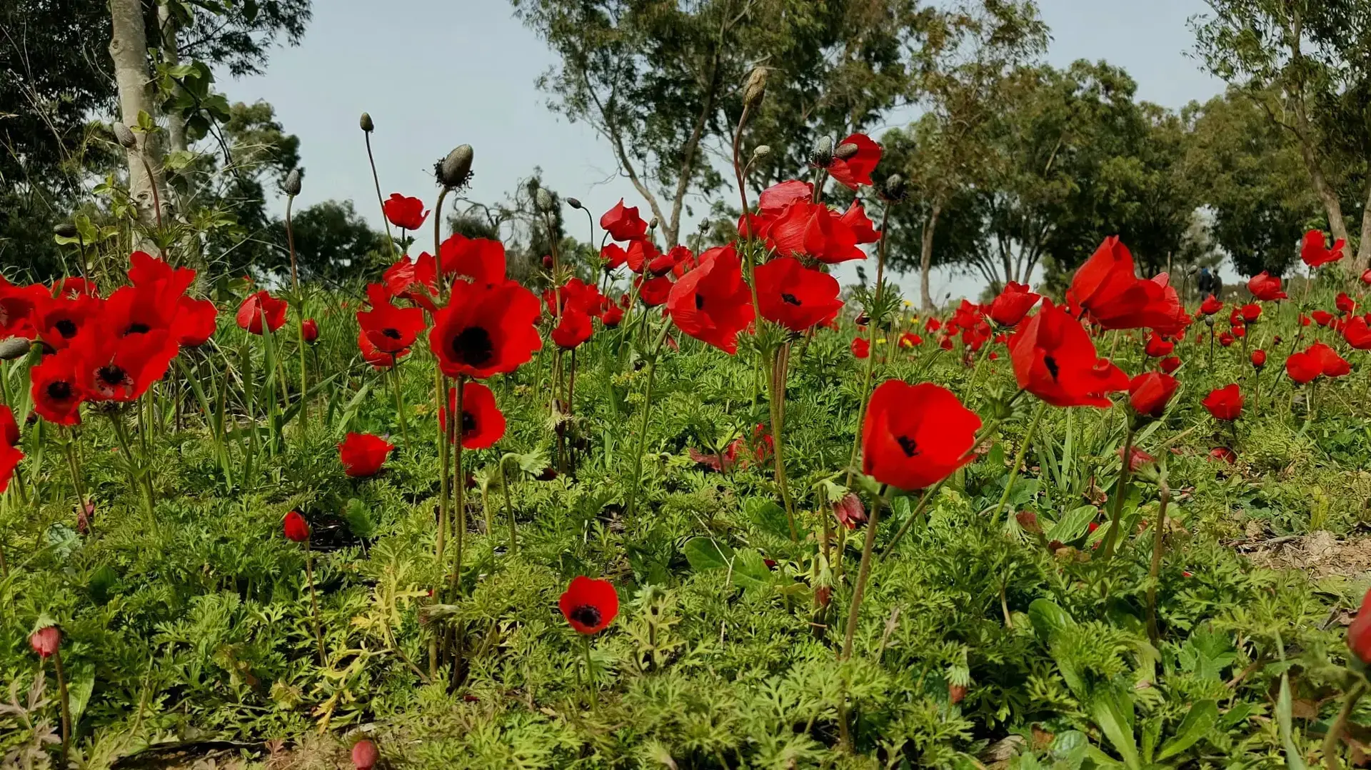 כלניות בצומת סעד כלניות בצומת סעד