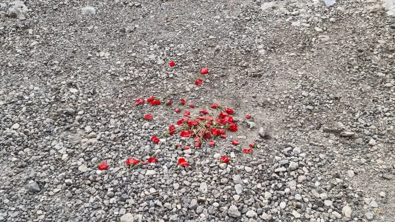 פרחים שנקטפו והושלכו ביער קנדה פרחים שנקטפו והושלכו ביער קנדה