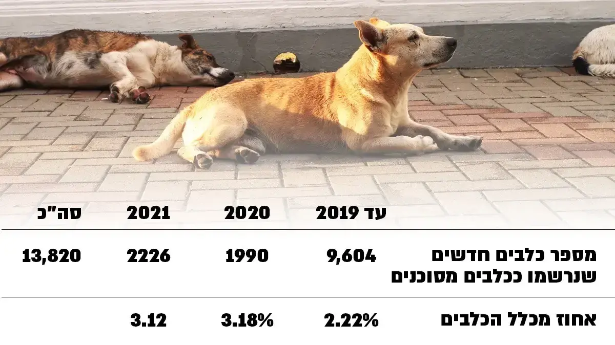 סטטיסטיקה כלבים 2022