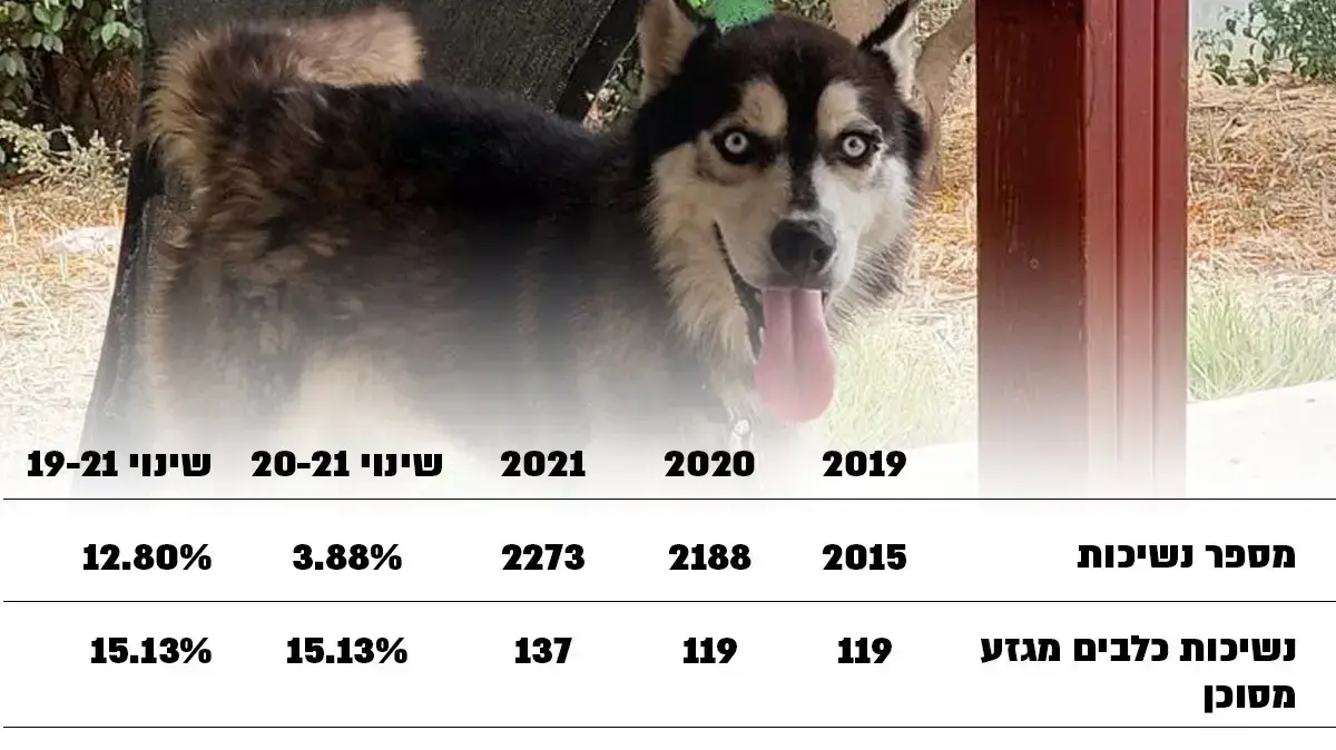 נשיכות כלבים 