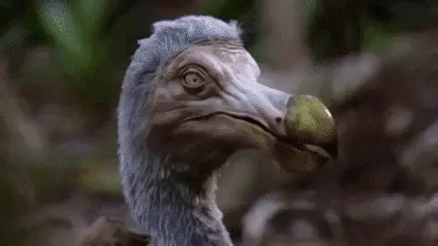 ציפור דודו ציפור דודו