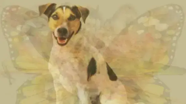 אשליות אופטית: החיה שתראו בתמונה תחשוף המון על האישיות שלכם אשליות אופטית: החיה שתראו בתמונה תחשוף המון על האישיות שלכם