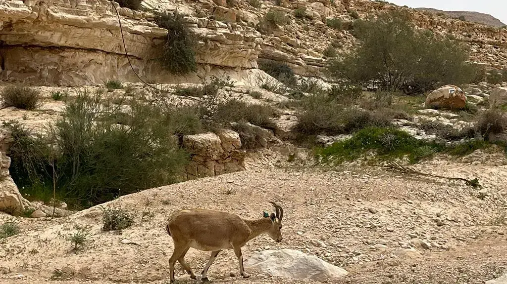 תל ערד תל ערד