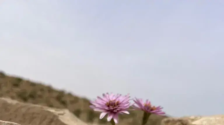 פרח בשמורת הבניאס פרח בשמורת הבניאס