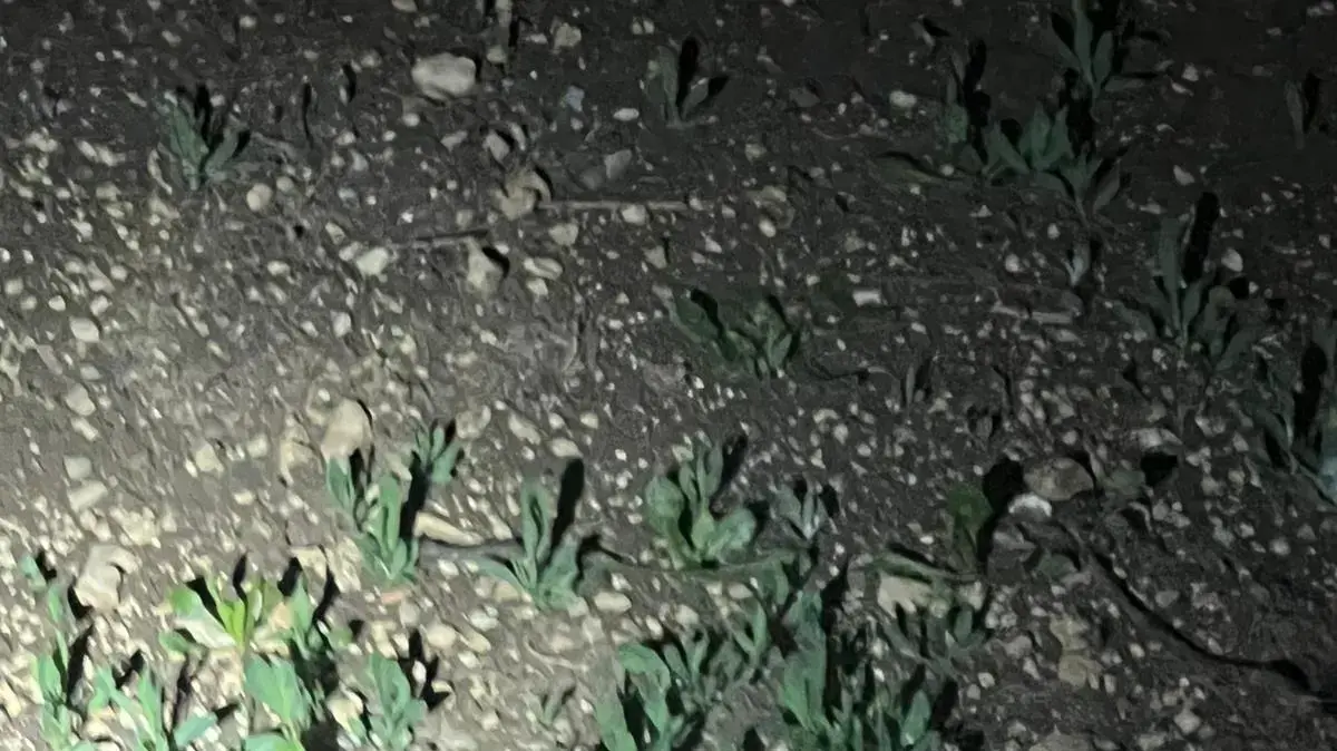 זירת ניסיון הפיגוע ליד ג'נין זירת ניסיון הפיגוע ליד ג'נין