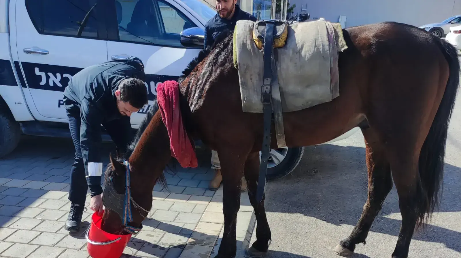 המשטרה עכבה לחקירה בטייבה 2 תושבי הרשות הפלסטינית בחשד להתעללות בסוס המשטרה עכבה לחקירה בטייבה 2 תושבי הרשות הפלסטינית בחשד להתעללות בסוס