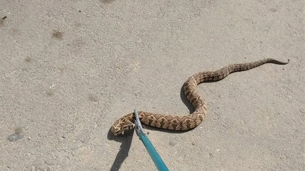 לכידה של נחש צפע לכידה של נחש צפע