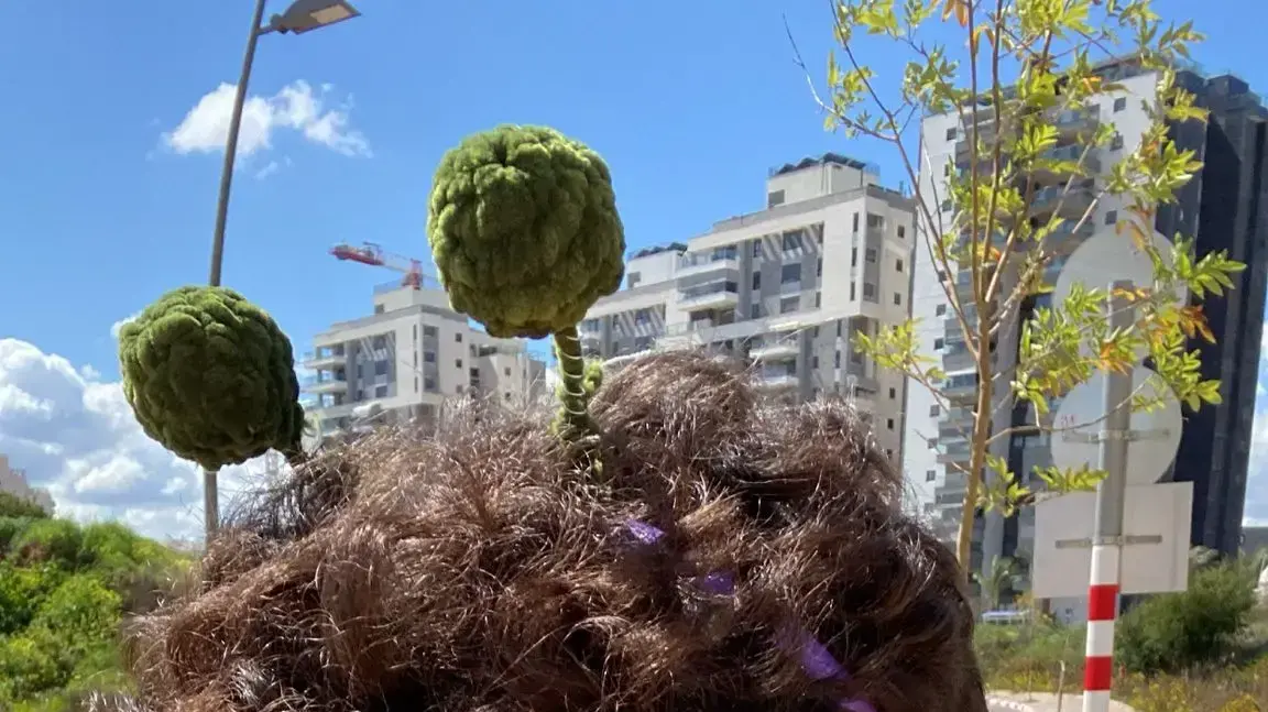 שי ארץ, תלמיד י"ב