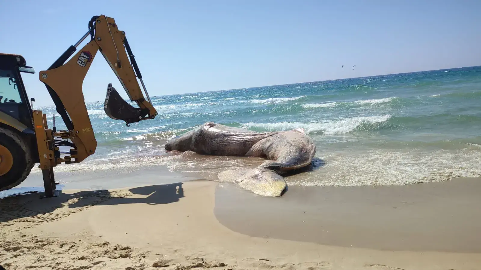 פינוי הלוויתן מחוף יפו פינוי הלוויתן מחוף יפו