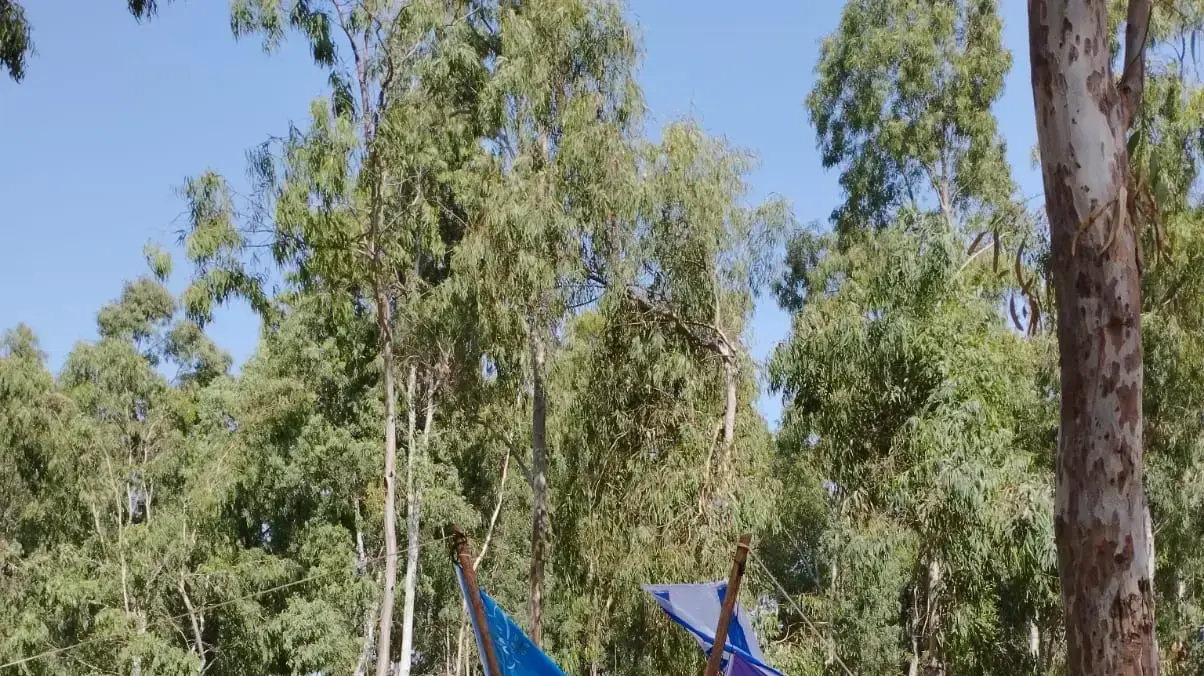 מחנה תנועת הצופים, 27 במאי 2022 מחנה תנועת הצופים, 27 במאי 2022