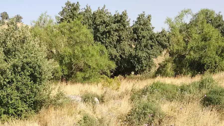 הרוגה בתאונת ג'יפ, שאר ישוב, 30 במאי 2022 הרוגה בתאונת ג'יפ, שאר ישוב, 30 במאי 2022