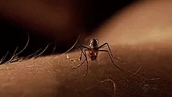 יתושה מוצצת דם יתושה מוצצת דם