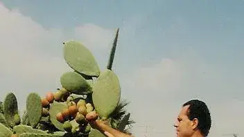 נועם בלום, מקים חוות הסברסים בנגב נועם בלום, מקים חוות הסברסים בנגב