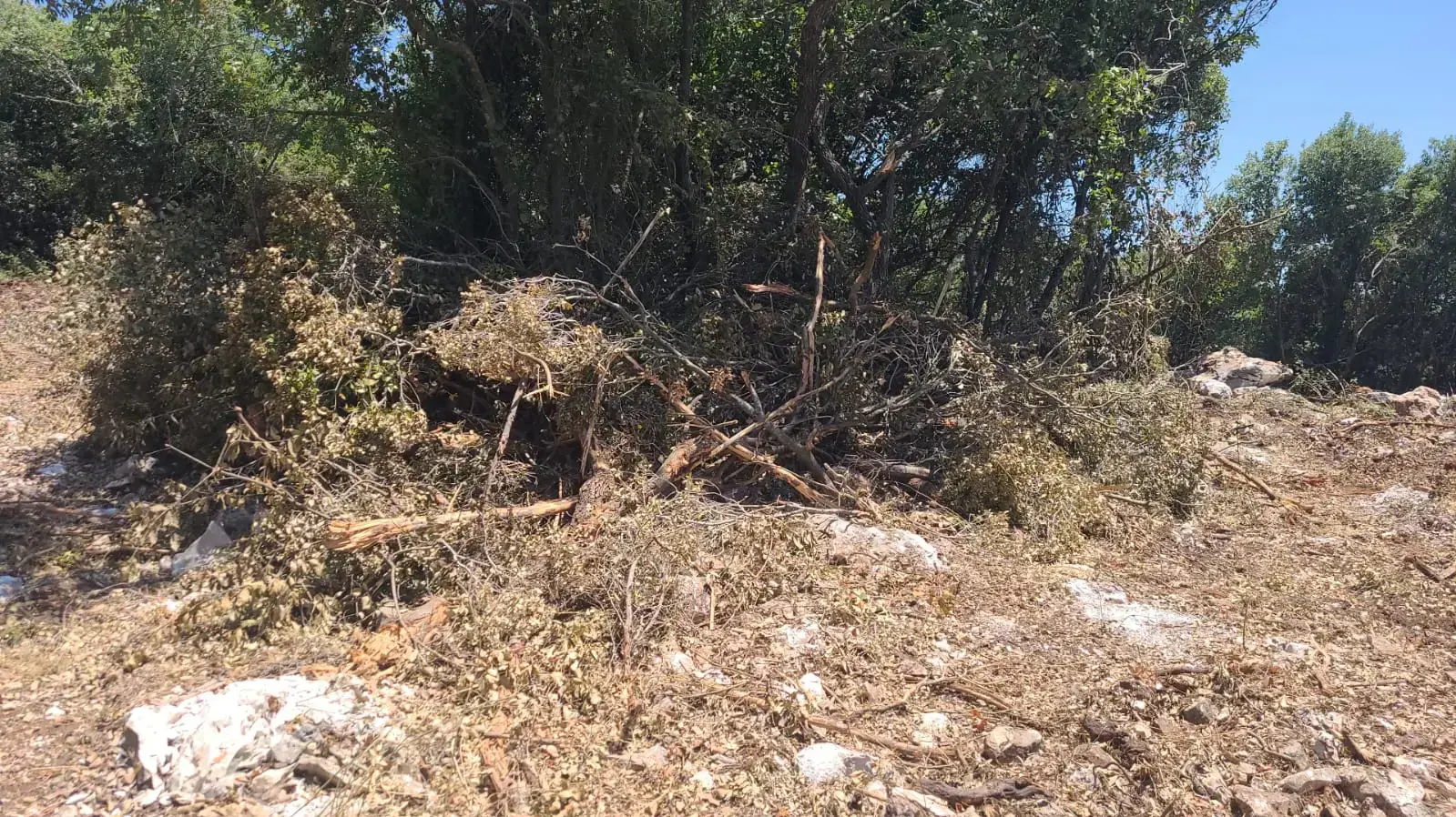 כריתת עצים בגבול הצפון כריתת עצים בגבול הצפון