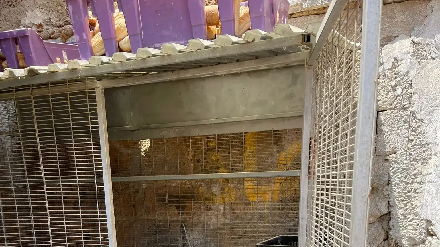 הכלוב בו כלאו חשודים מעכו את דר הרחוב במשך כחצי שנה, אוגוסט 2022