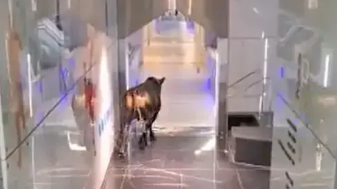 פר משוטט בסניף בנק לאומי בלוד, 22 באוגוסט 2022