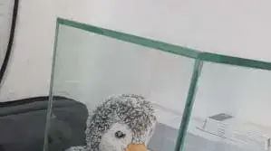 הבובה שנעלמה לאחר שהונחה על קברו של הילד דרור סמדג'ה בן ה-7, שנהרג בנפילה מגובה בברצלונה. אוגוסט 2022