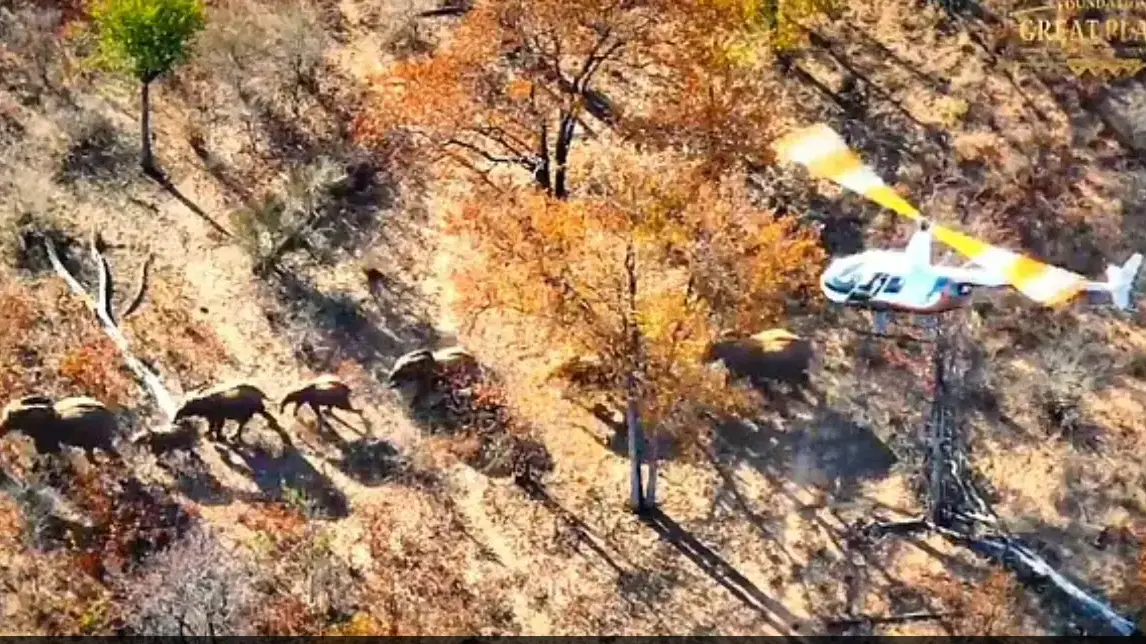 מעבירים פילים מדרום זימבבואה לצפון מעבירים פילים מדרום זימבבואה לצפון
