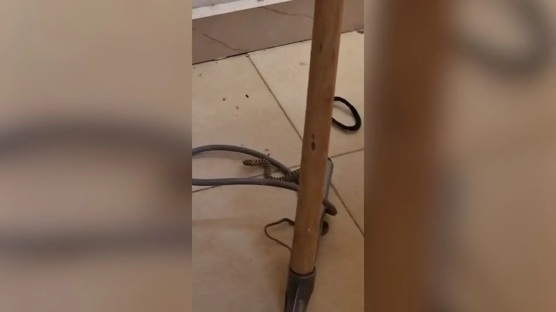 נחש בגן ילדים בדרום: "זה מפחיד, יש שם עוד נחשים" 18.10.22