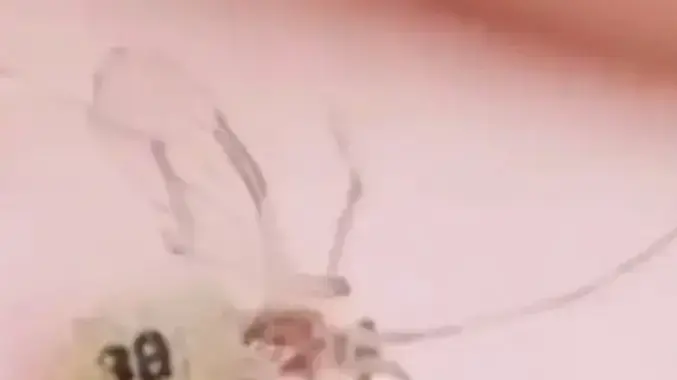 יתושים ממוספרים. האם אלה יתושי ריגול? יתושים ממוספרים. האם אלה יתושי ריגול?