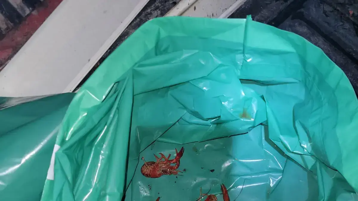 סרטן פולש מאיים על נחלי הצפון סרטן פולש מאיים על נחלי הצפון