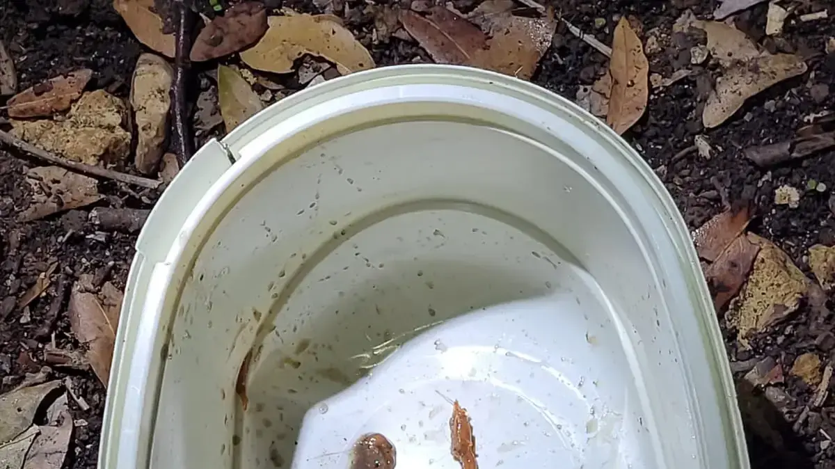 סרטן פולש מאיים על נחלי הצפון סרטן פולש מאיים על נחלי הצפון