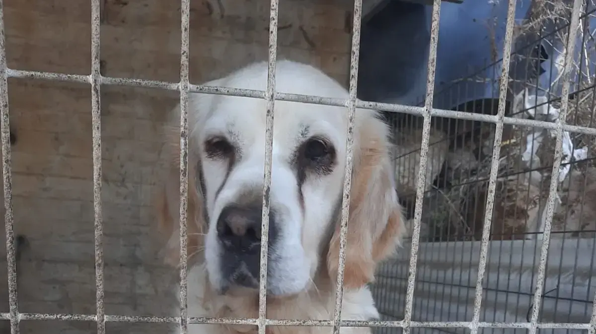 איתור בית גידול פיראטי באעבלין בו הוחזקו תשעה כלבים ללא תנאי מחייה בסיסיים 1 בדצמבר 2022 איתור בית גידול פיראטי באעבלין בו הוחזקו תשעה כלבים ללא תנאי מחייה בסיסיים 1 בדצמבר 2022